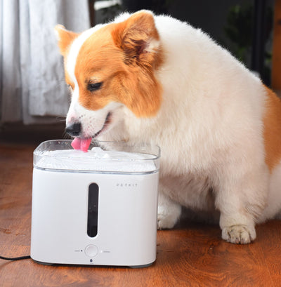 Pet kit Ever sweet Smart Fountain Water