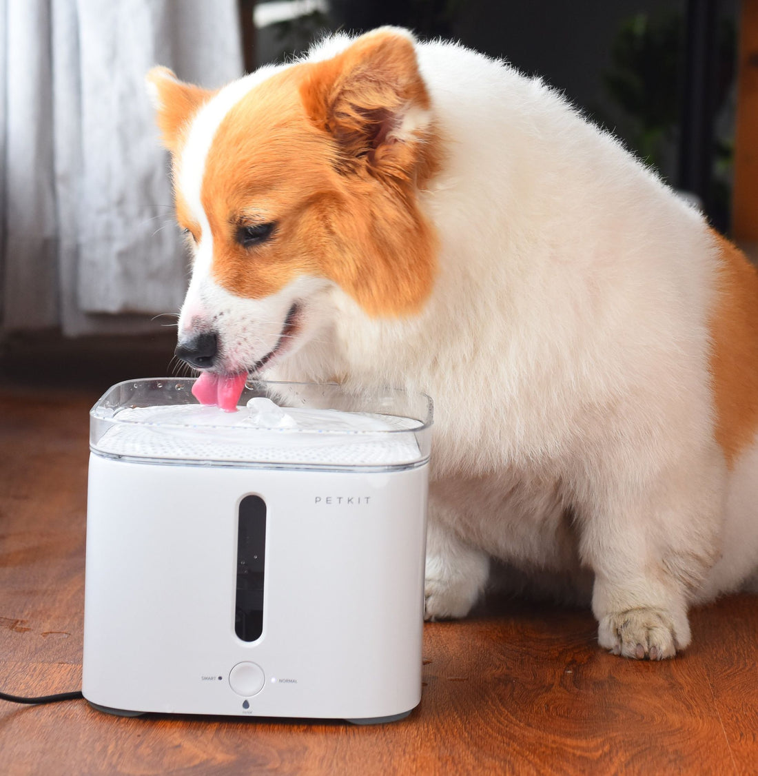 Pet kit Ever sweet Smart Fountain Water