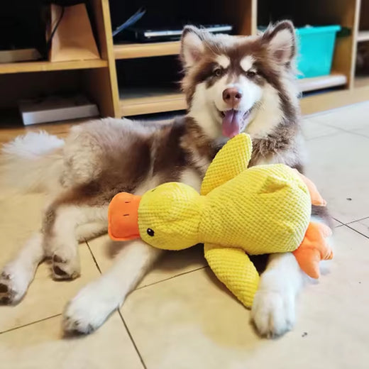 Dog playing fetch with QuackGuard duck toy