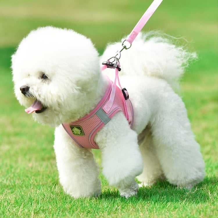Reflective harness on a small dog
