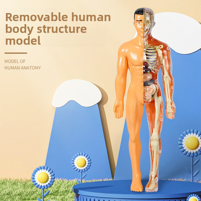 Human figure model children's toy product image 1