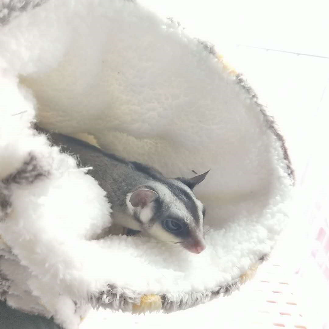 Plush tunnel nest with cotton filling detail