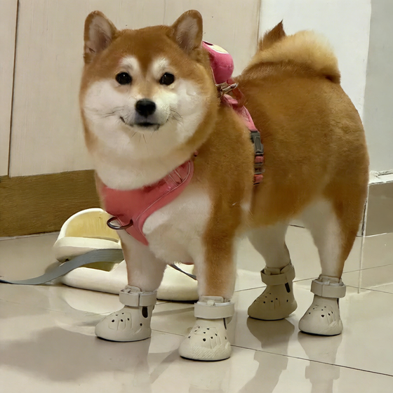 Shiba Inu in white clog-style dog shoes with a pink harness