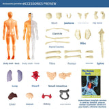 Human figure model children's toy
