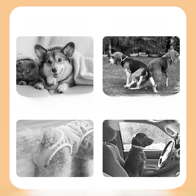 Pet Dog Menstrual Hygiene Underwear