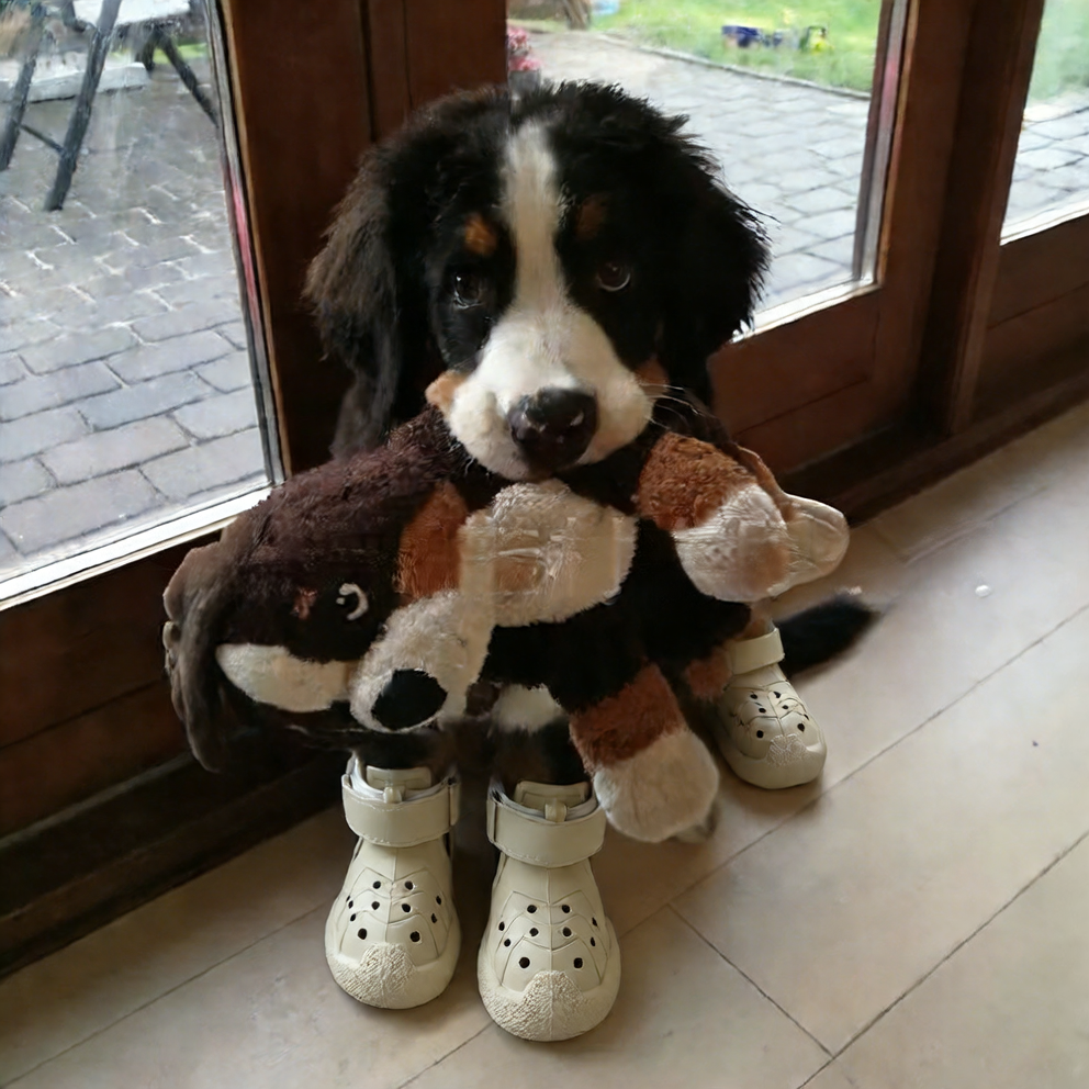 Dog Shoes