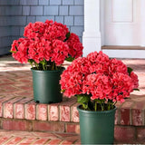 Outdoor Hydrangea Flowers