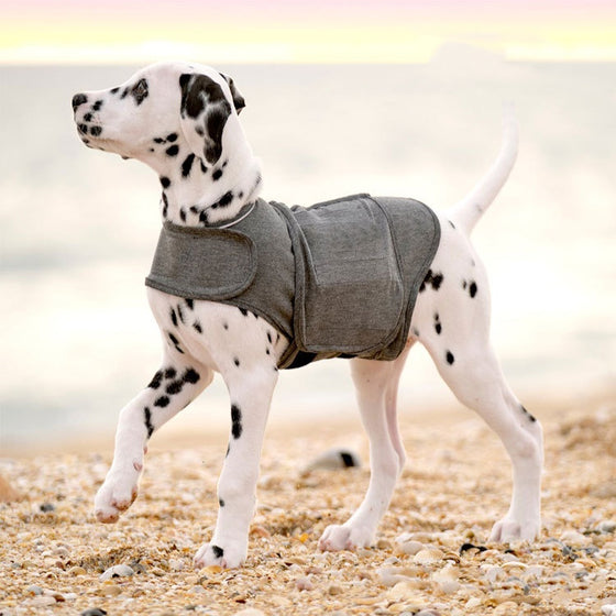 Dalmatian puppy wearing a heather gray wrap dog vest on a pebble beach