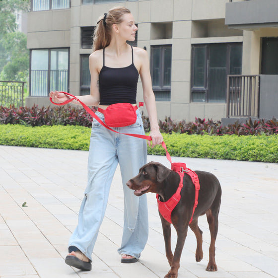 Corduroy Dog Collar, Leash, Harness and Bag Set, S to XL, image 1 of 24