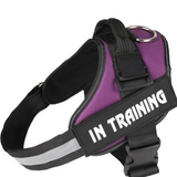 Pet chest and back reflective strip