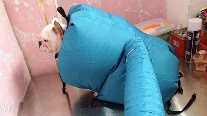 Pet drying box folded flat for storage