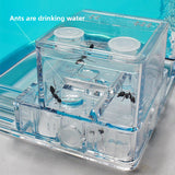 ant habitat toy