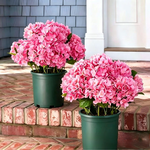 Outdoor Hydrangea Flowers Decor product image 6